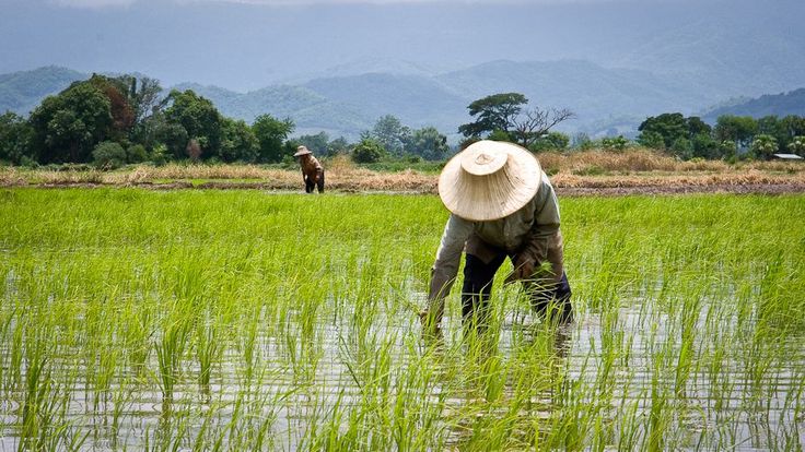 a person in a field with a hat on