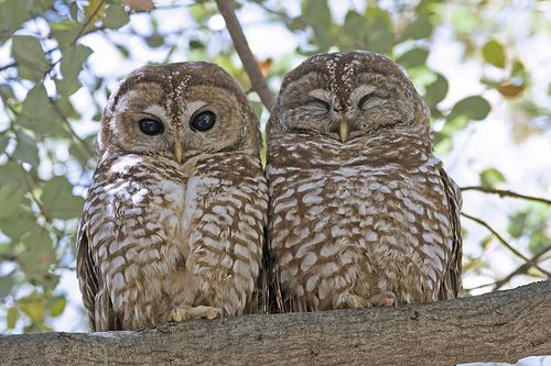 two owls sitting on top of a tree branch