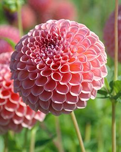 some pink flowers are growing in the grass