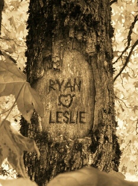 a tree that has some leaves around it and a sign on the bark in front of it