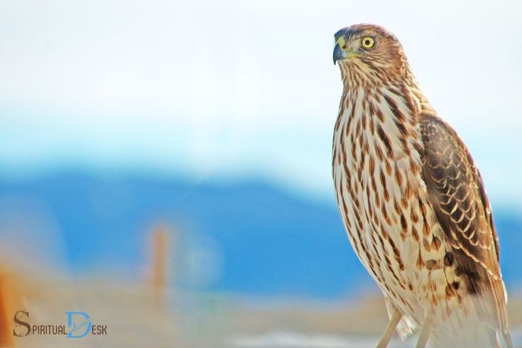 a brown and white bird sitting on top of a sandy beach