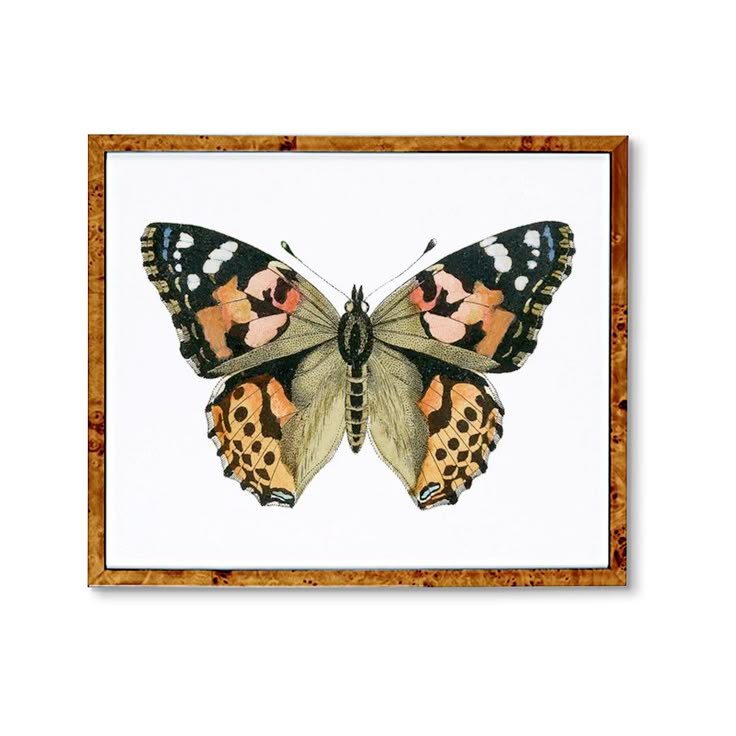 a painting of a butterfly on a white background in a wooden frame with gold trim