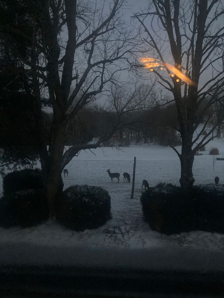 some animals are standing in the snow near trees and bushes at night, with street lights overhead