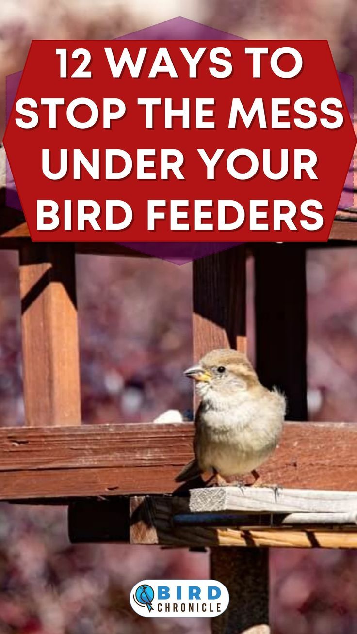 a bird sitting on top of a wooden bench with the words, 12 ways to stop the mess under your bird feeders