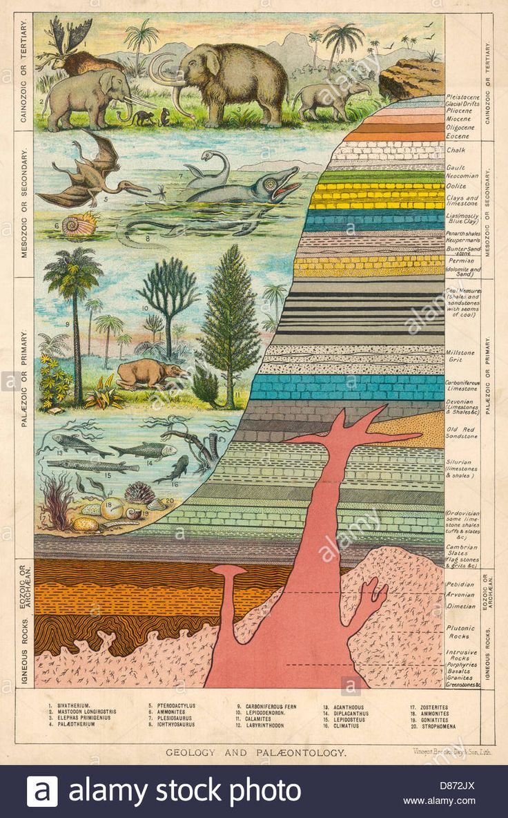 the layers of an earth's crust with animals, plants and other things in it