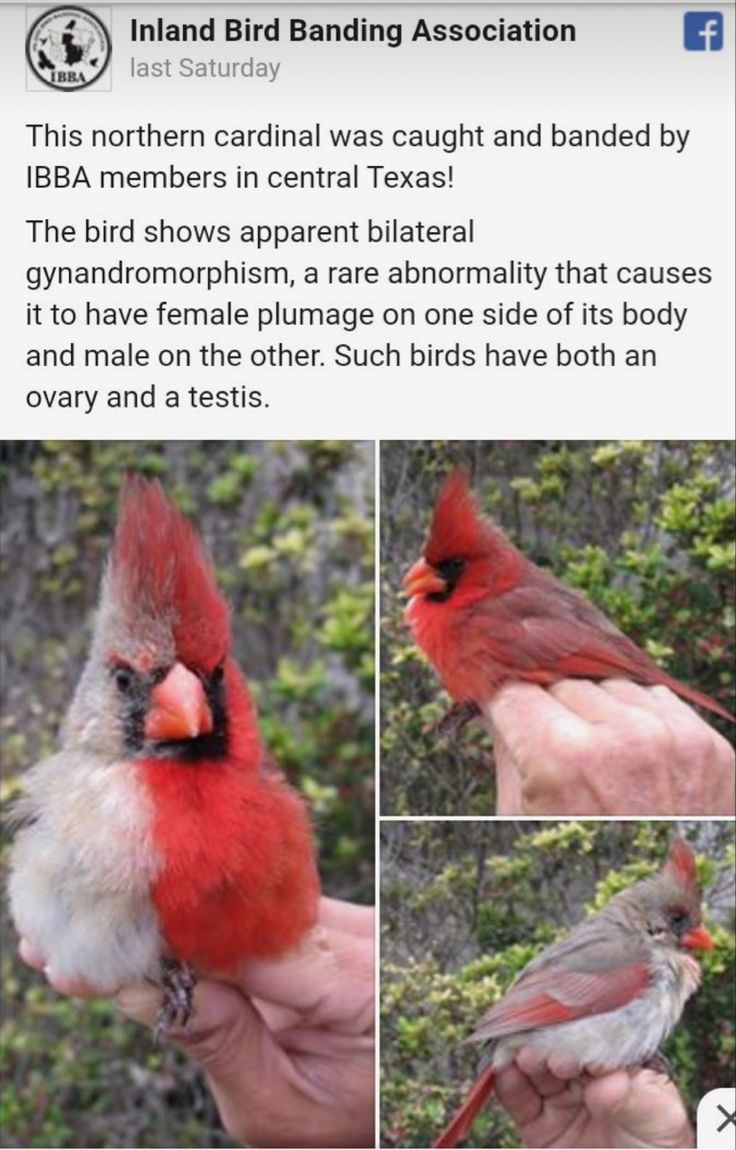 a red and white bird sitting on top of a person's hand next to trees