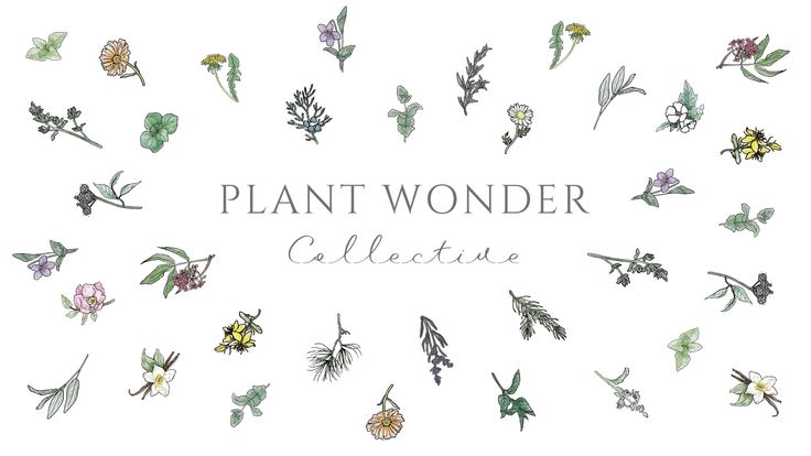 Plant Wonder Collective