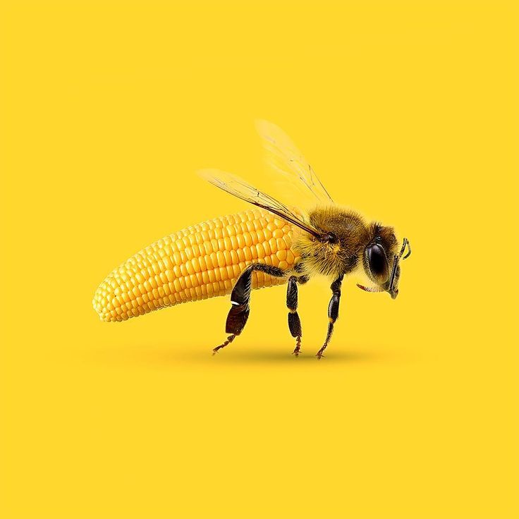 a bee on a yellow background