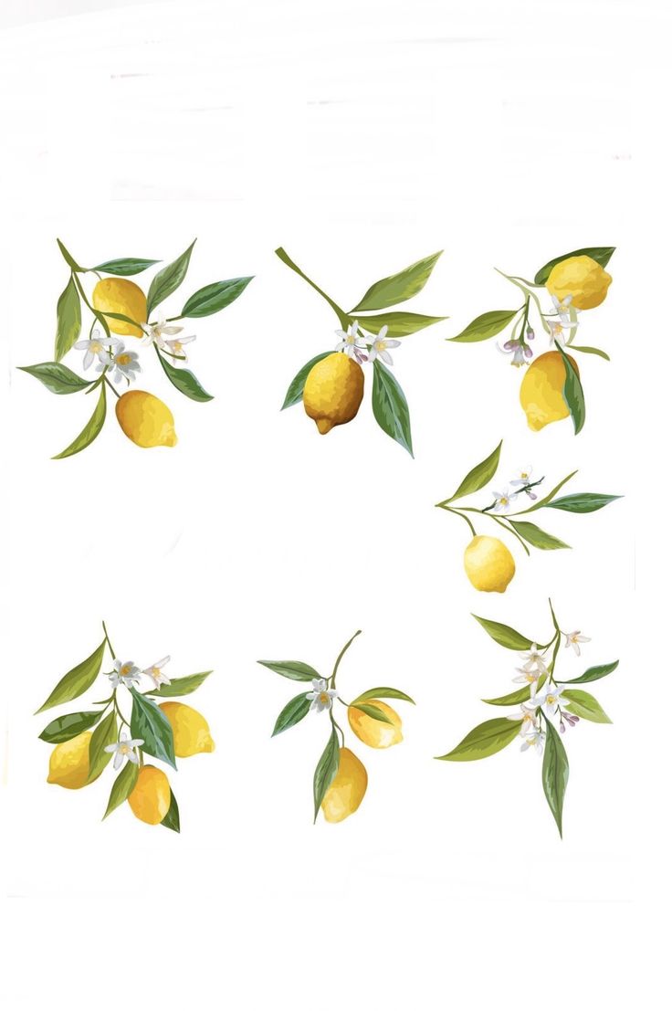 lemons with green leaves and white flowers arranged in a circle on a white background