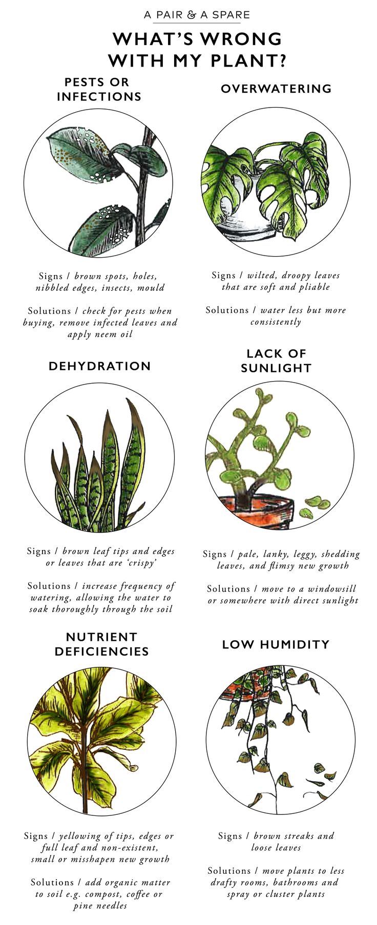 the different types of plants that are in each planter's houseplant