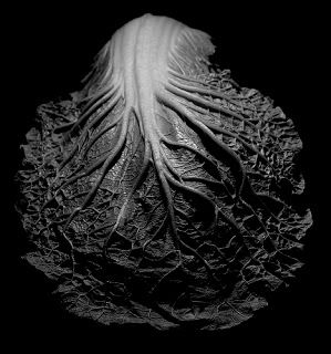 a black and white photo of a leaf