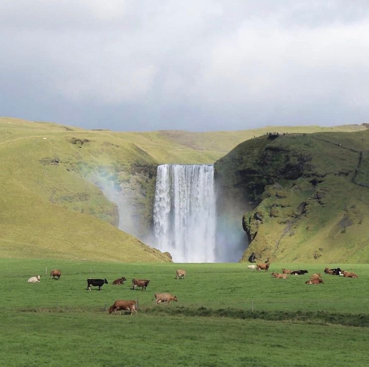 many animals are grazing in the grass near a waterfall