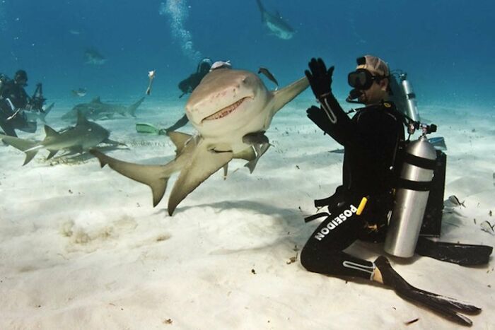 a man in scuba gear is next to a shark