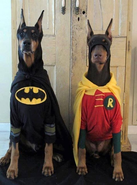 two dogs dressed up as batman and robin wayne sitting next to each other with caption that reads, stand back scooby we got this