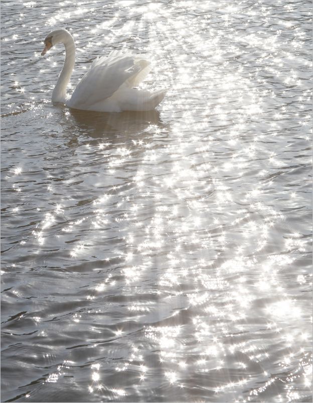 a swan is swimming in the water with sun shining on it's back side