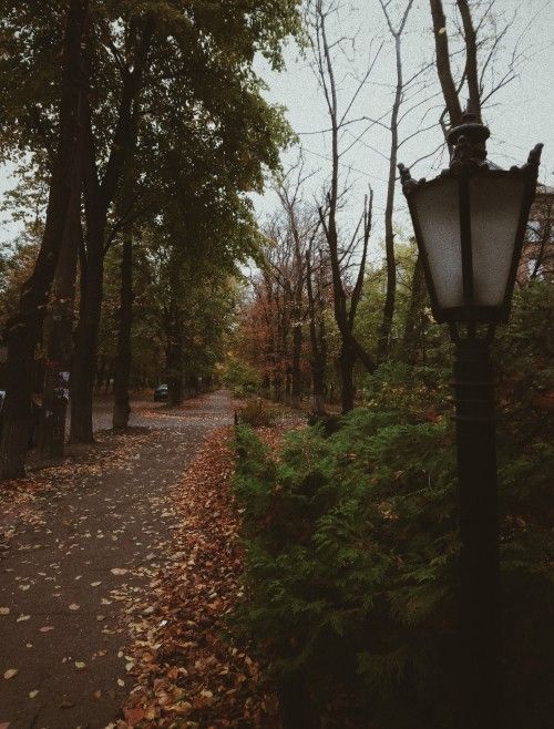 a street light sitting on the side of a leaf covered road next to tall trees