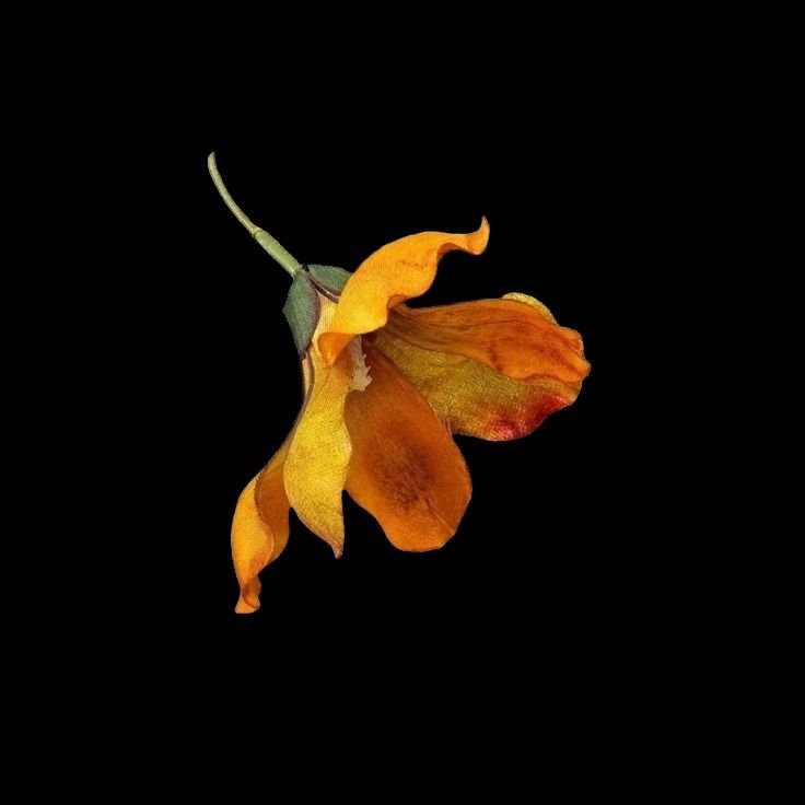 an orange and yellow flower on a black background