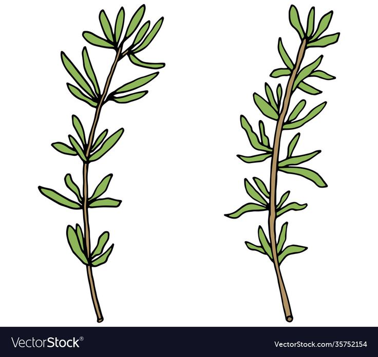 two sprigs of green leaves on a white background