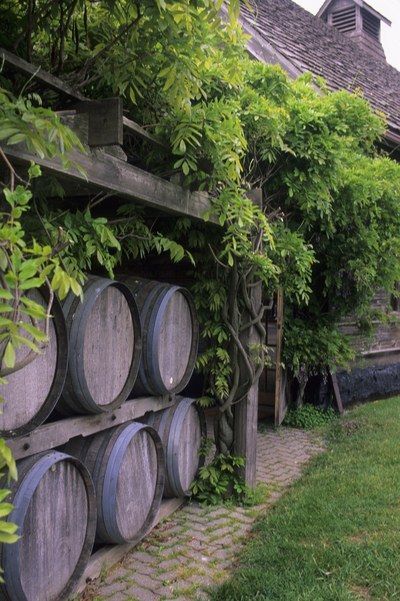 several wine barrels are lined up on the side of a building with vines growing over them