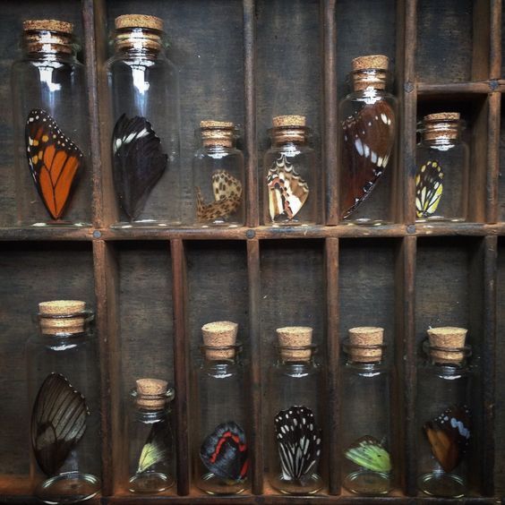 several glass jars filled with butterflies on top of a wooden shelf next to each other