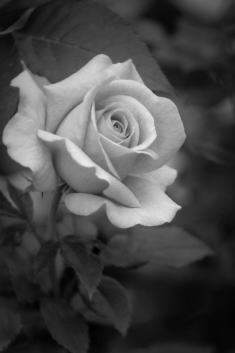 a black and white photo of a rose