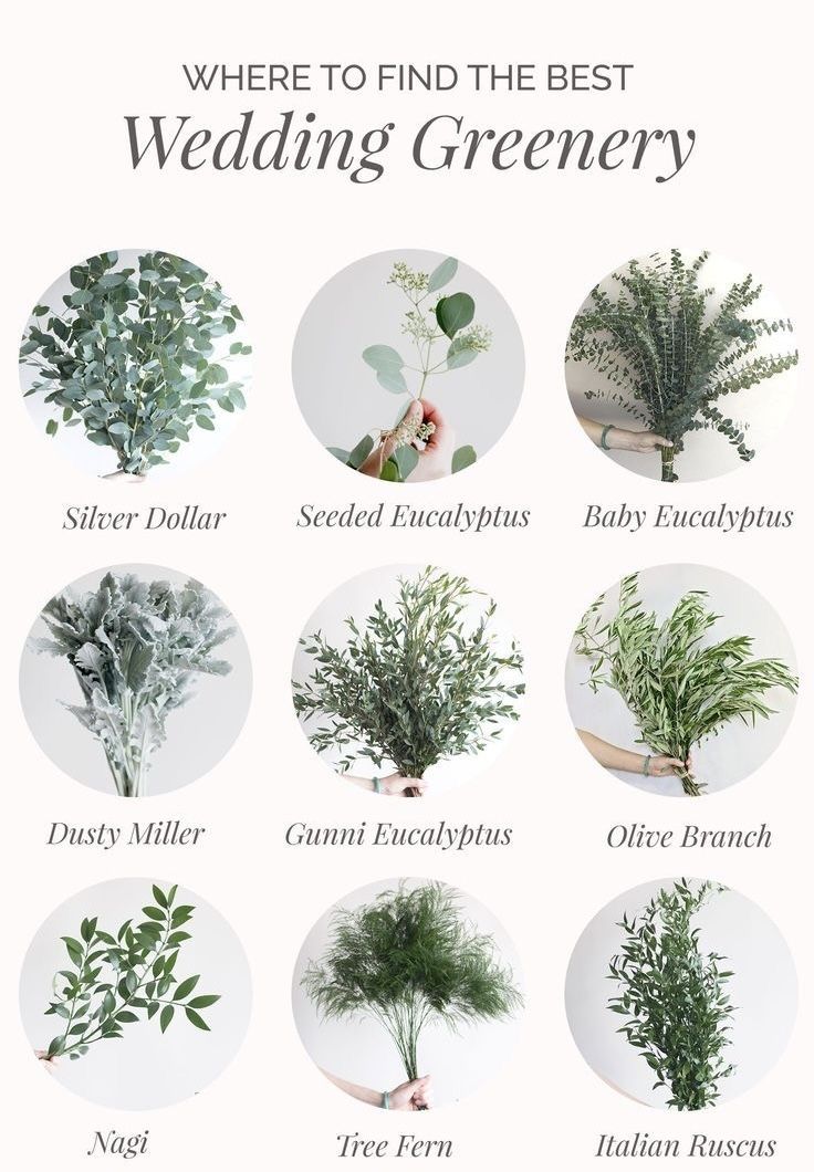 a bunch of different types of plants that are labeled in the words where to find the best wedding greenery