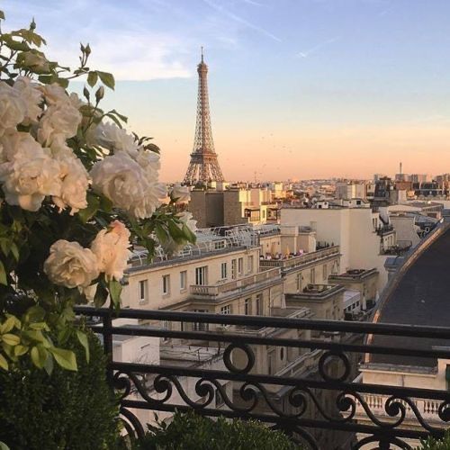 the eiffel tower is in the distance behind some white flowers