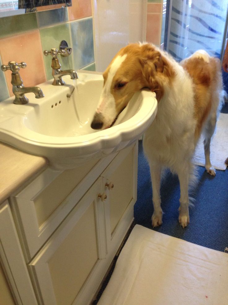 a brown and white dog standing in front of a bathroom sink with its mouth open