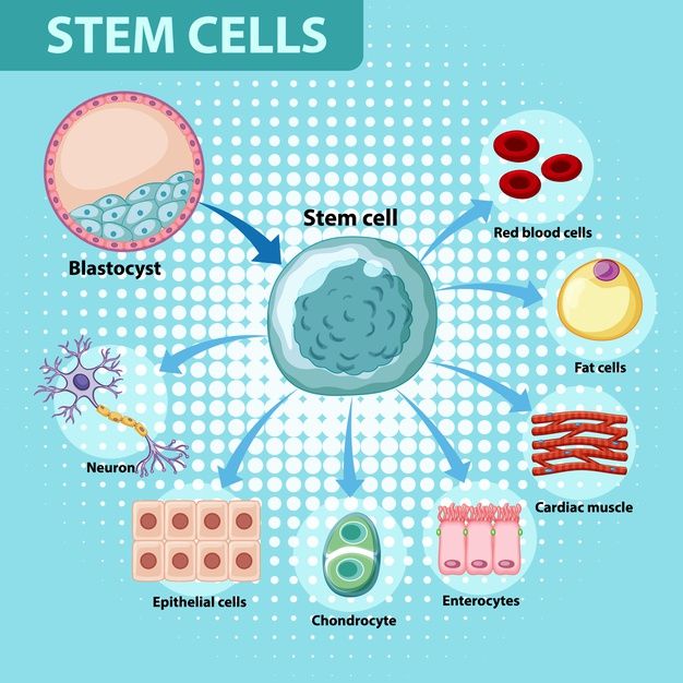 Biology Plants, What Is Stem, Cell Culture, Stem Cell Research, Interesting Science Facts, Information Poster, Stem Cell Therapy, Cell Therapy, Cell Biology