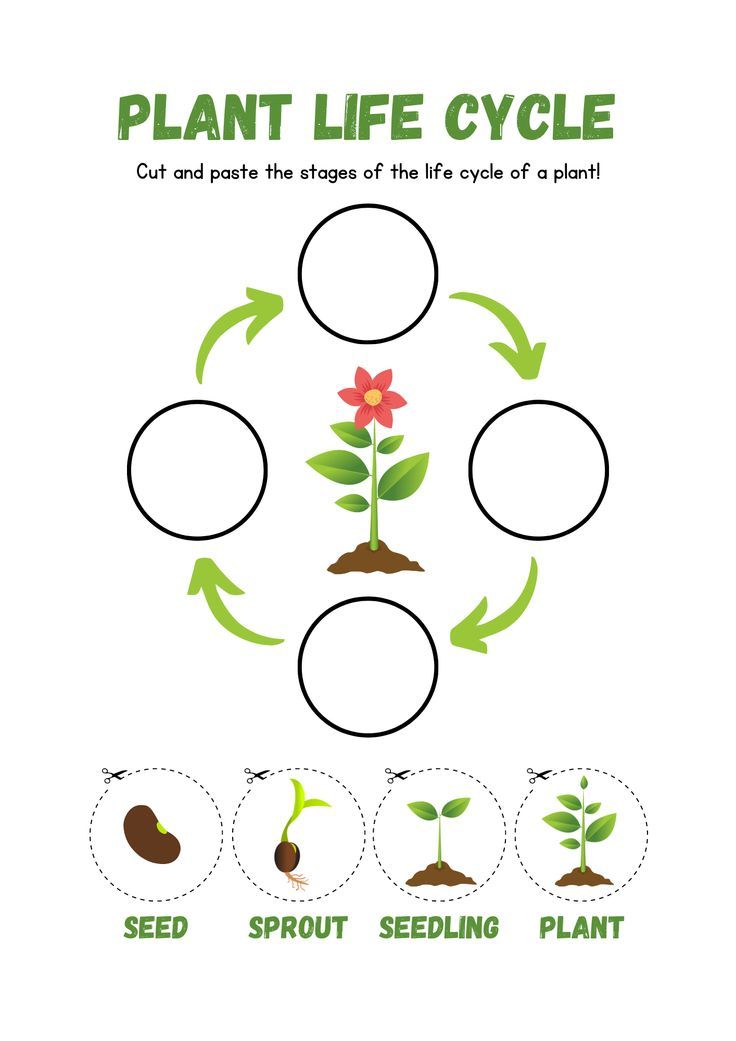 the plant life cycle worksheet for kids to help students learn how to grow plants