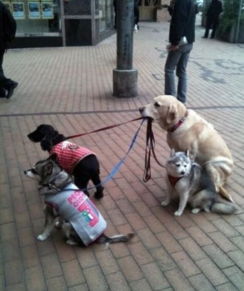 three dogs tied up to each other on a brick sidewalk with the caption, i do not hold