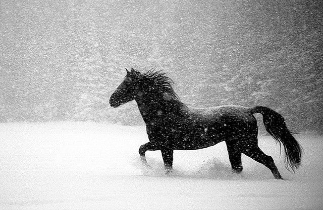 a black horse running through the snow