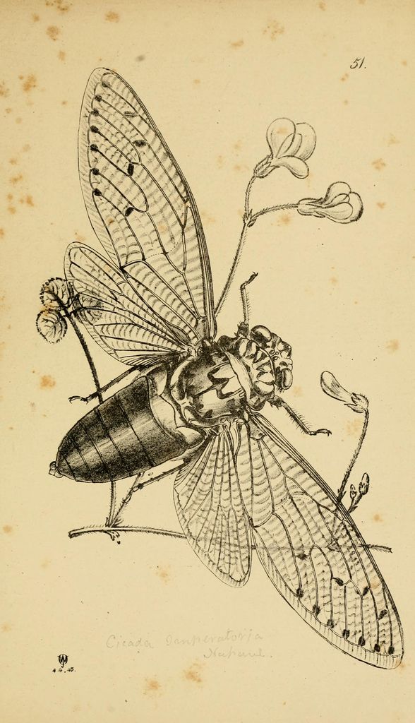 a drawing of a bug with flowers on it's back legs, and wings