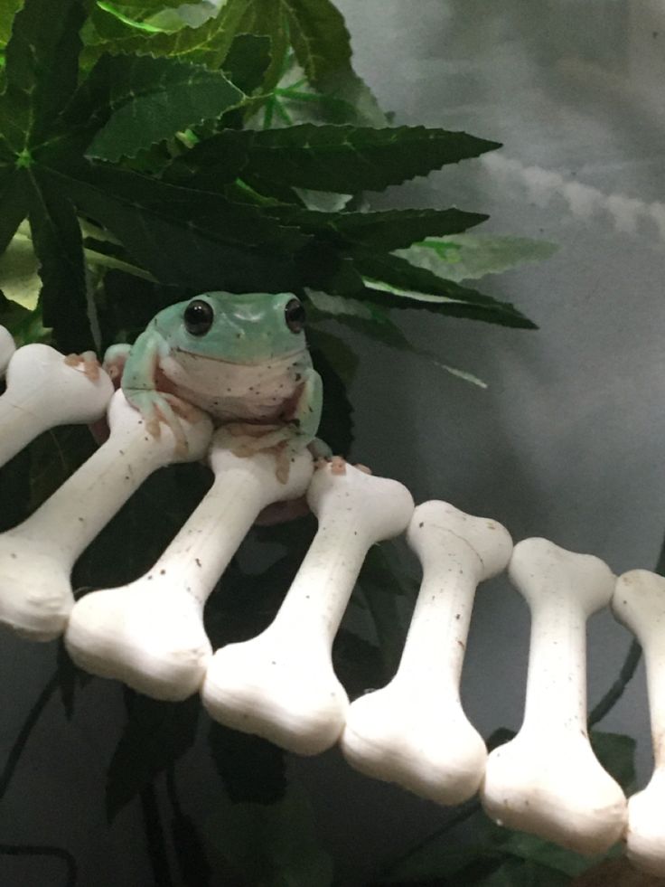 a frog sitting on top of a bone in front of a plant with green leaves