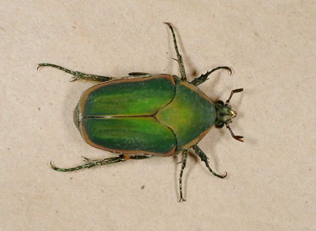 a green bug sitting on top of a white surface