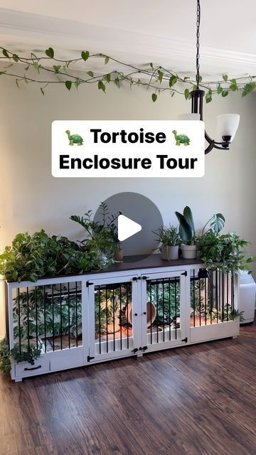 a room that has some plants in it and the words tortoise enclosure tour