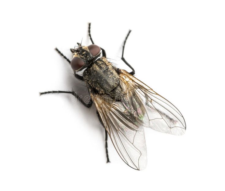 a fly insect on a white background