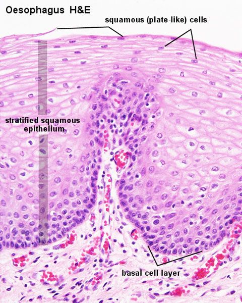 an image of the stomach showing different layers