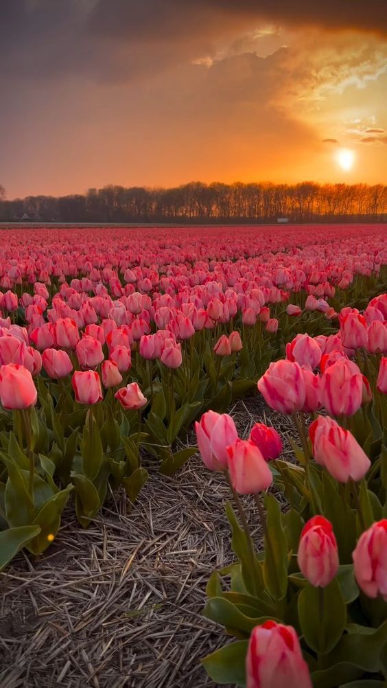 a field full of pink tulips with the sun setting in the distance behind them