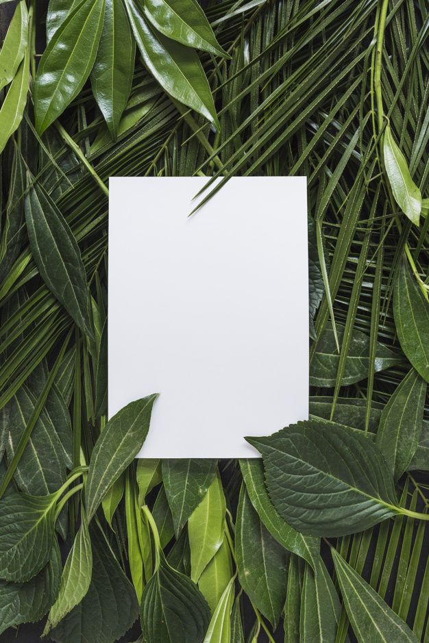 an empty piece of paper surrounded by green leaves