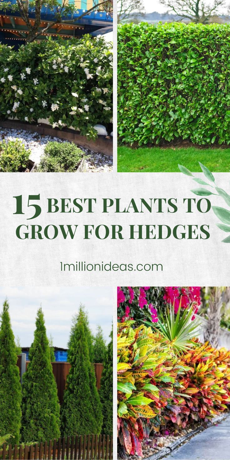 the top five plants to grow for hedges