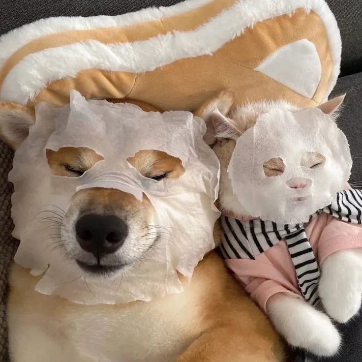 a dog and cat are wearing masks on their heads while laying down together in a chair