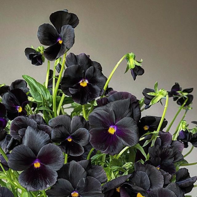 a vase filled with black flowers on top of a table