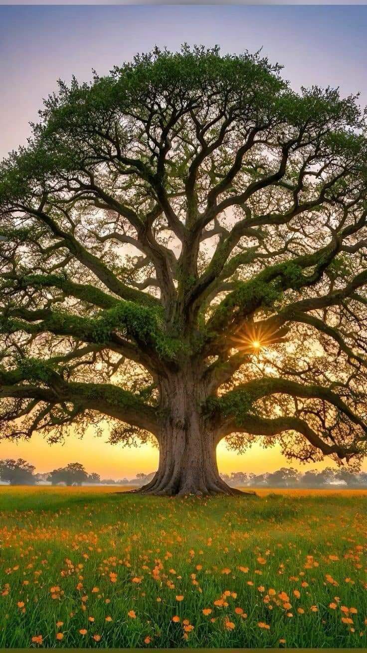 a large tree sitting in the middle of a field with grass and flowers around it