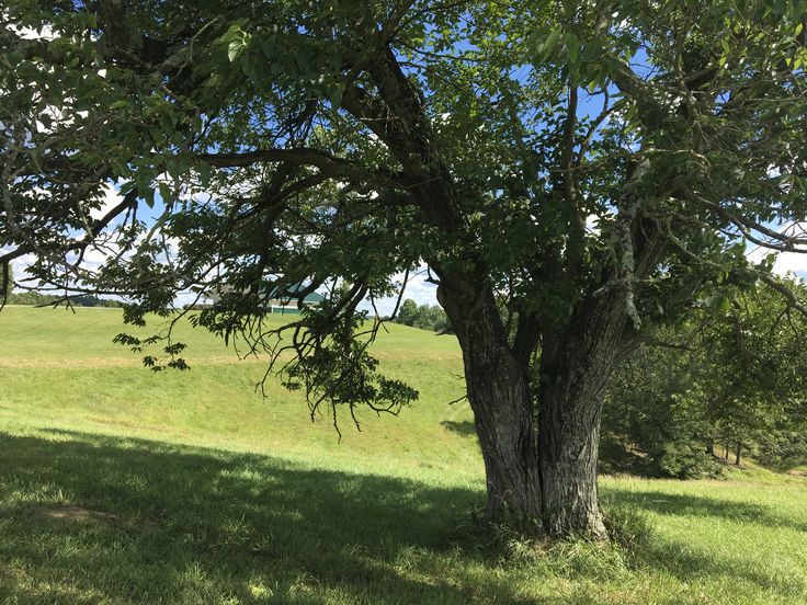 a large tree sitting in the middle of a lush green field