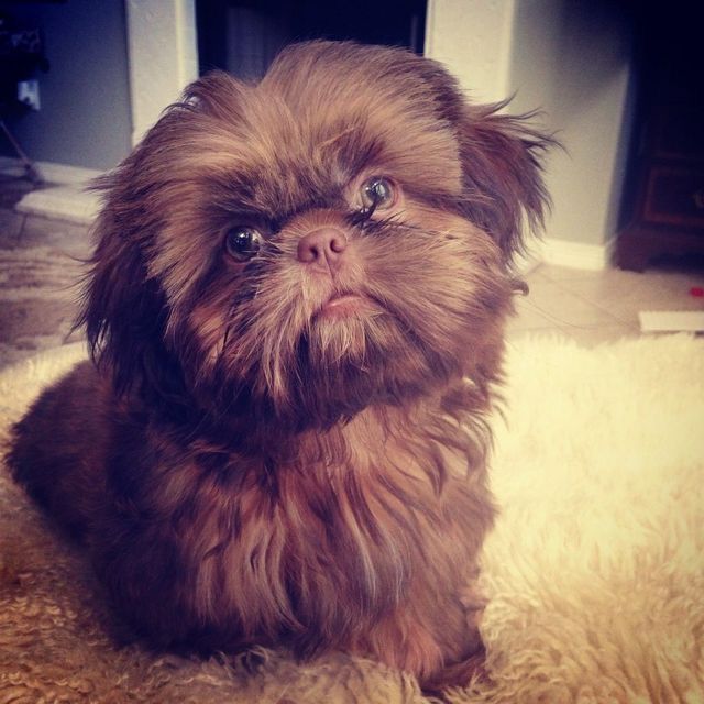 a small brown dog sitting on top of a rug