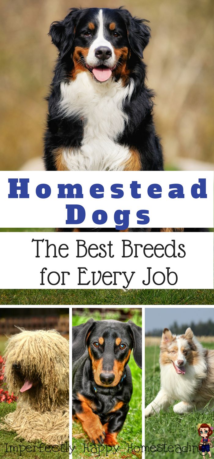 the best breeds for every job are featured in this book, which features pictures of dogs