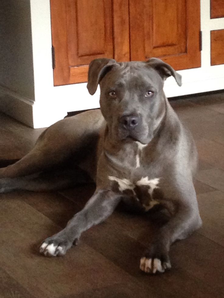 a dog is sitting on the floor in front of a door and looking at the camera