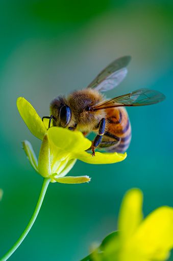 a bee sitting on top of a yellow flower