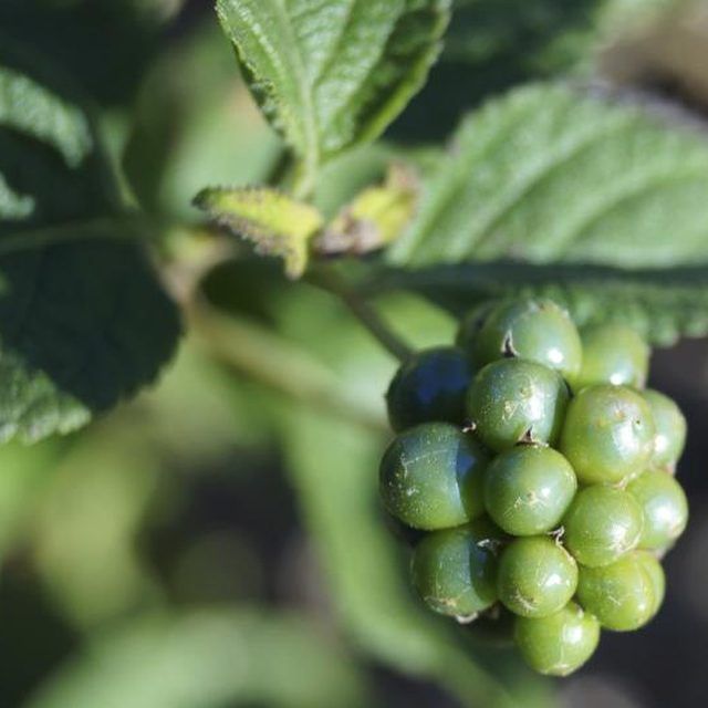 some green berries are growing on the tree